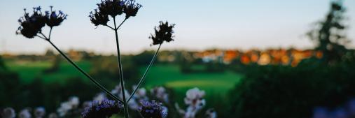 Frühlingserwachen in Wurgwitz